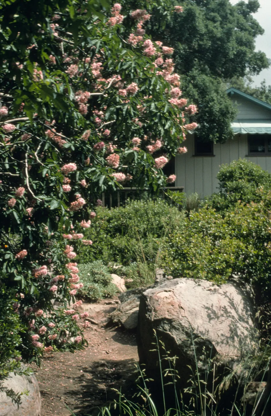 Aesculus cv. Canyon Pink, Manzanita Section, SBBG cultivar, Plant Introduction Program