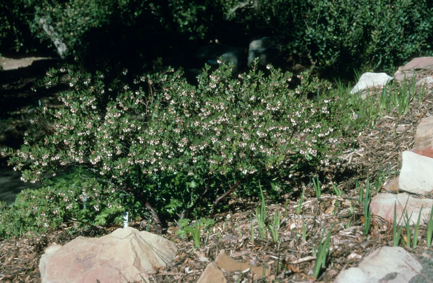 Arctostaphylos cv. White Lanterns, Meadow View, SBBG cultivar, Plant Introduction Program