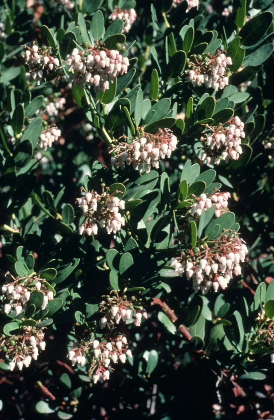 Arctostaphylos cv. Canyon Sparkles, SBBG cultivar, Plant Introduction Program