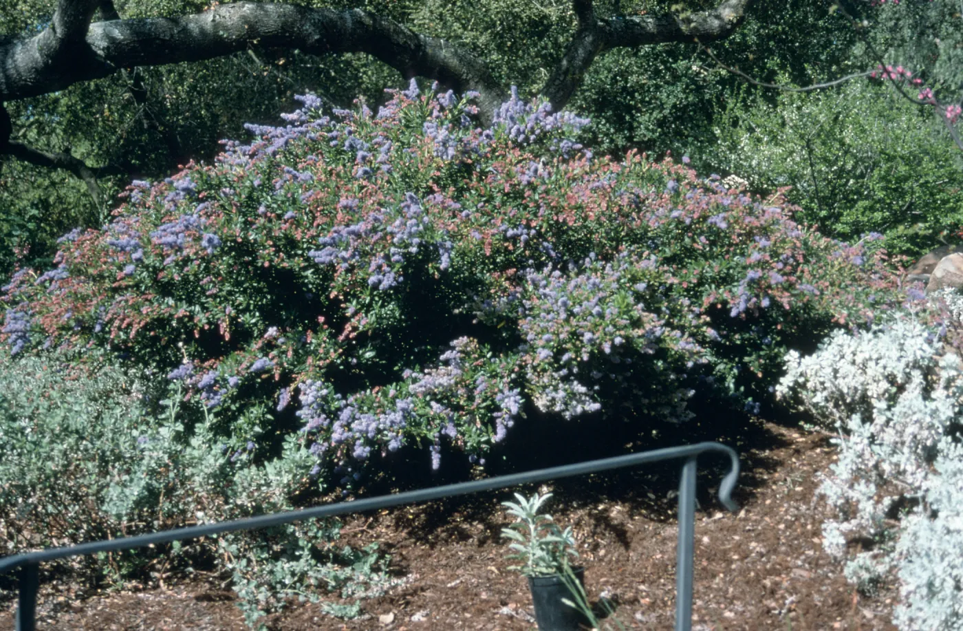Ceanothus cv. Wheeler Canyon, SBBG cultivar, Plant Introduction Program