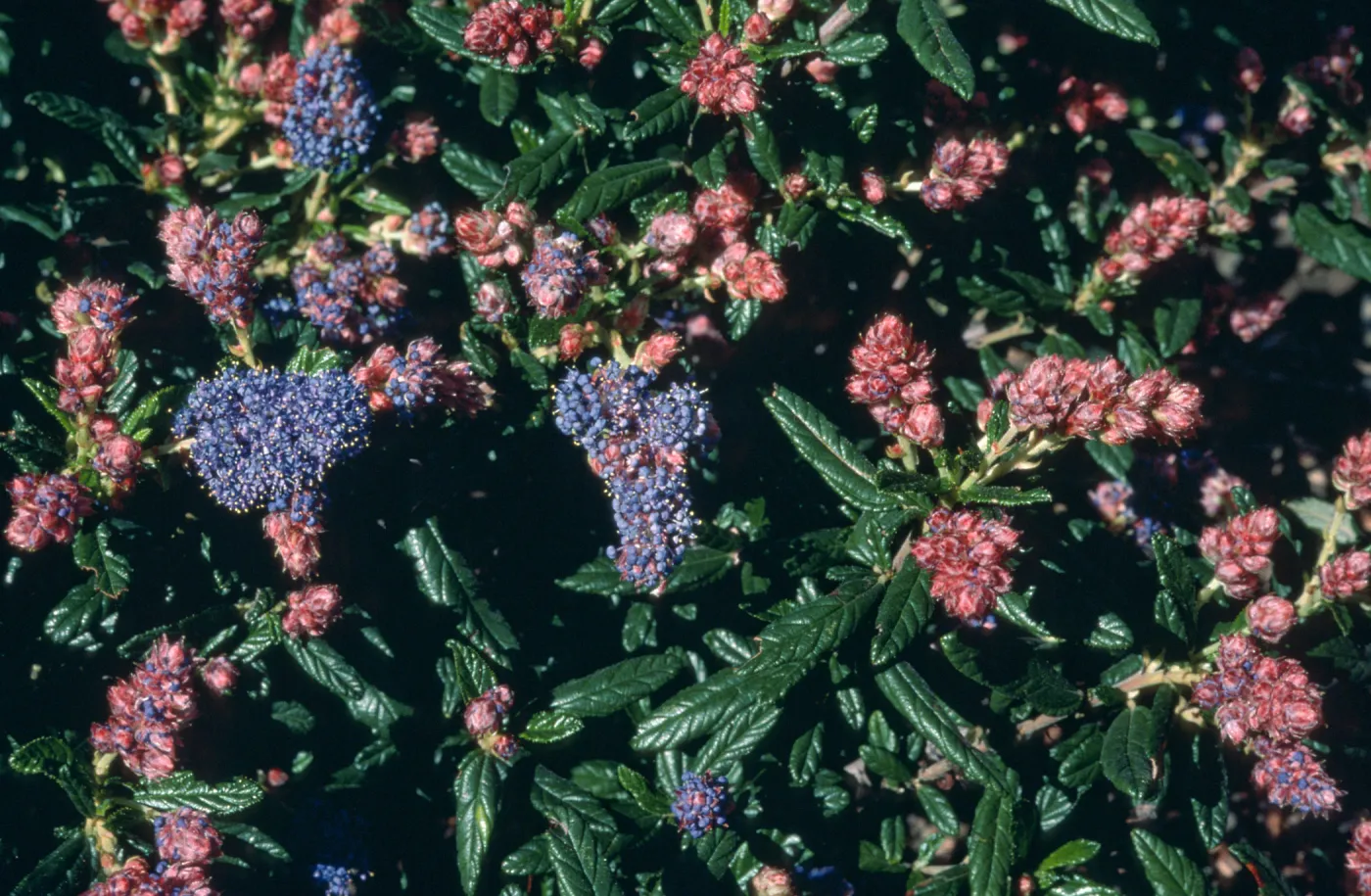 Ceanothus cv. Wheeler Canyon, SBBG cultivar, Plant Introduction Program