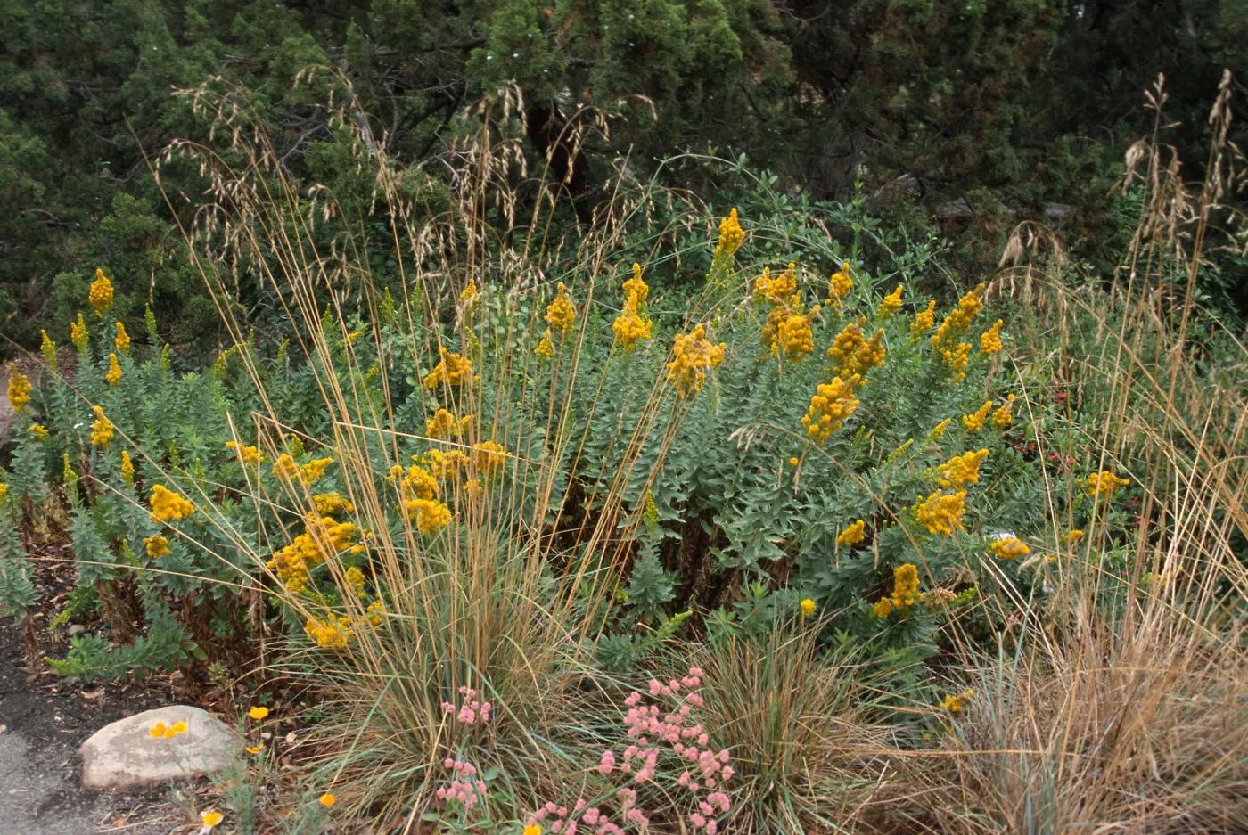 Solidago canadensis ssp. elongata with Festuca californica, SBBG cultivar, Plant Introduction Program