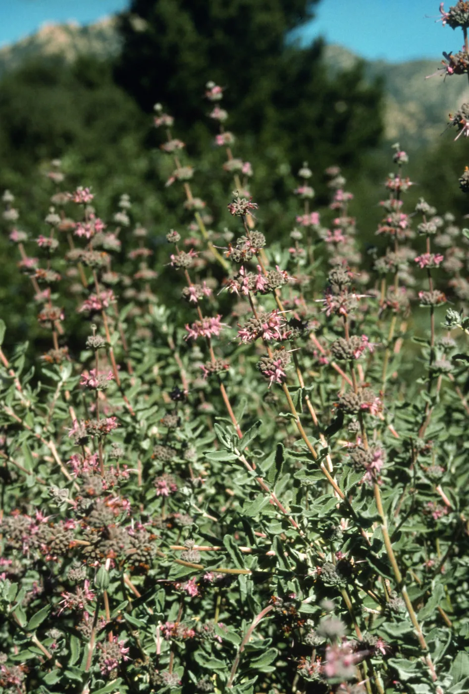 Salvia (Sage) cv. Amethyst Bluff, SBBG cultivar, Plant Introduction Program