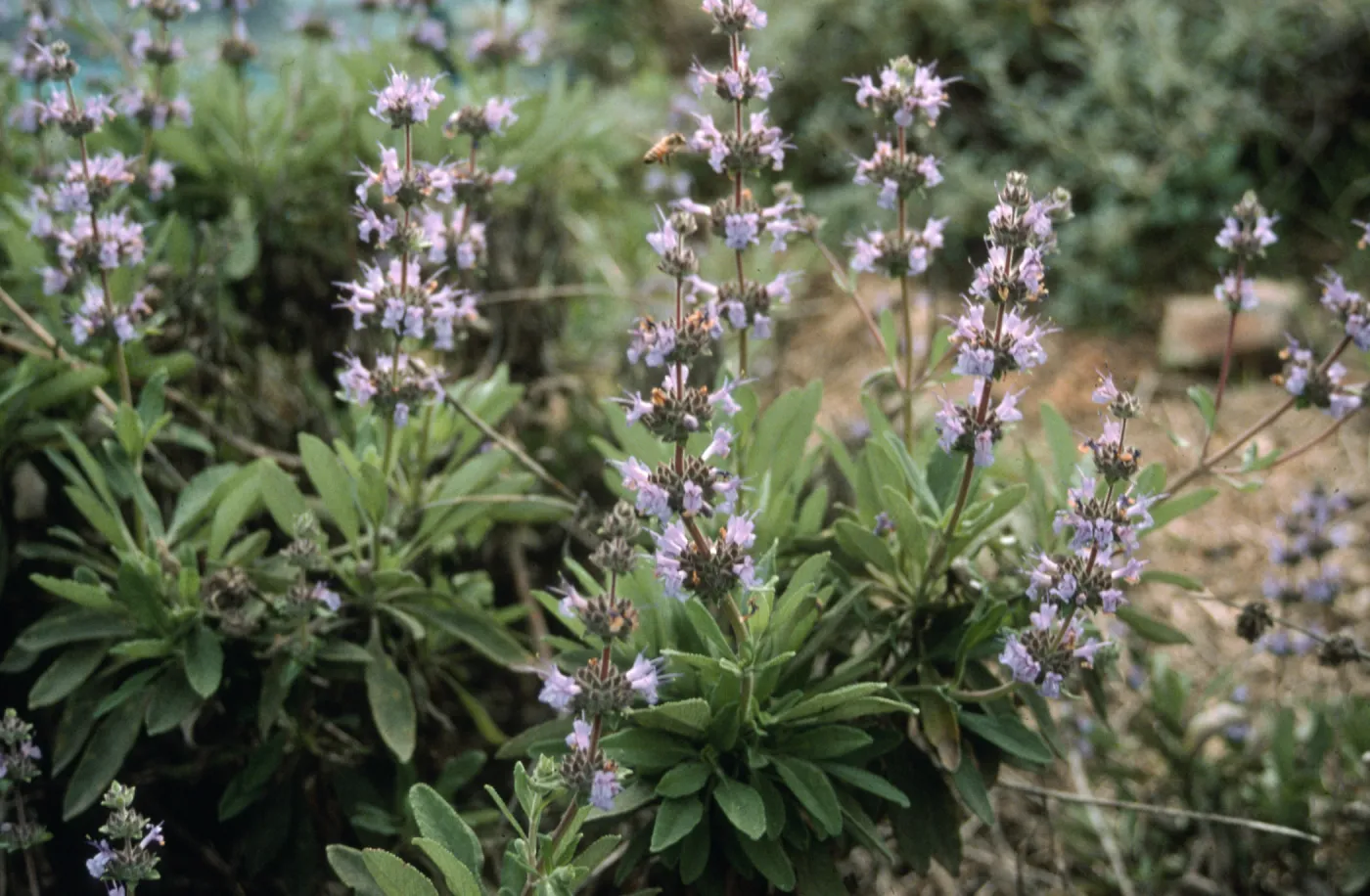 Salvia (Sage) cv. Daras Choice, SBBG cultivar, Plant Introduction Program