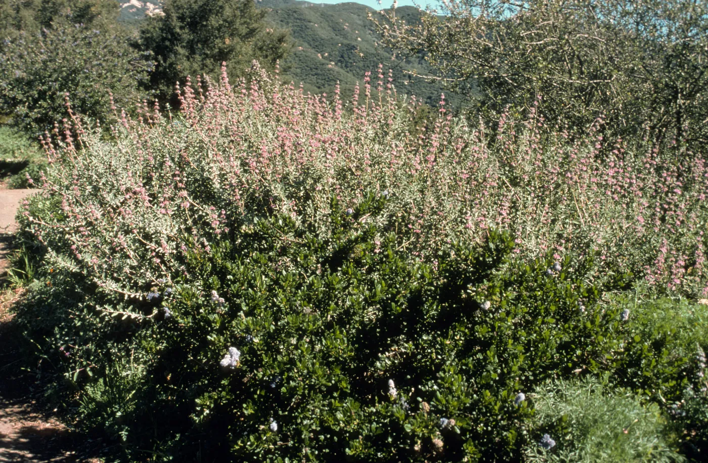 Salvia (Sage) cv. Amethyst Bluff, SBBG cultivar, Plant Introduction Program