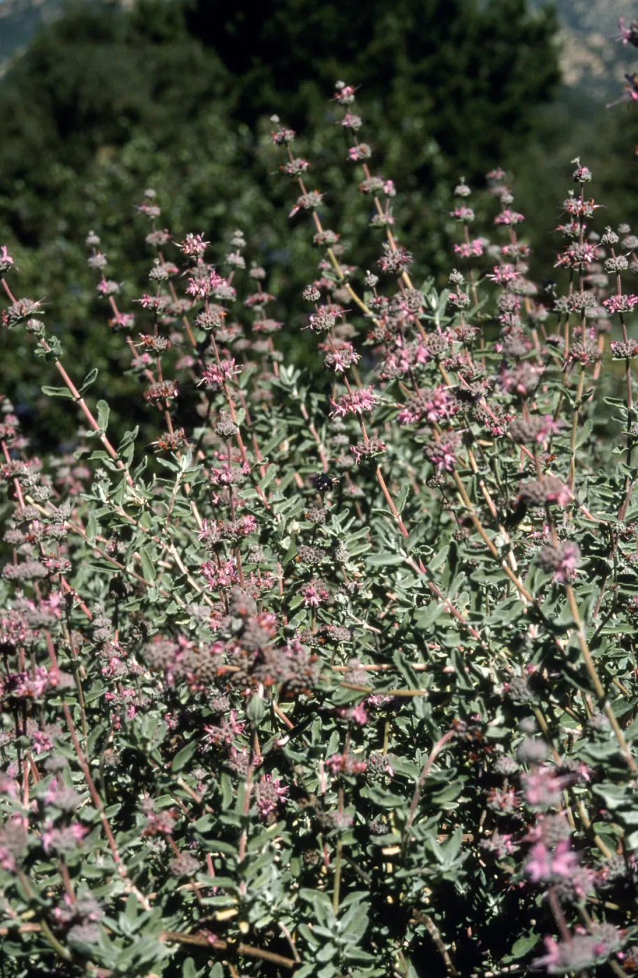Salvia (Sage) cv. Amethyst Bluff, SBBG cultivar, Plant Introduction Program