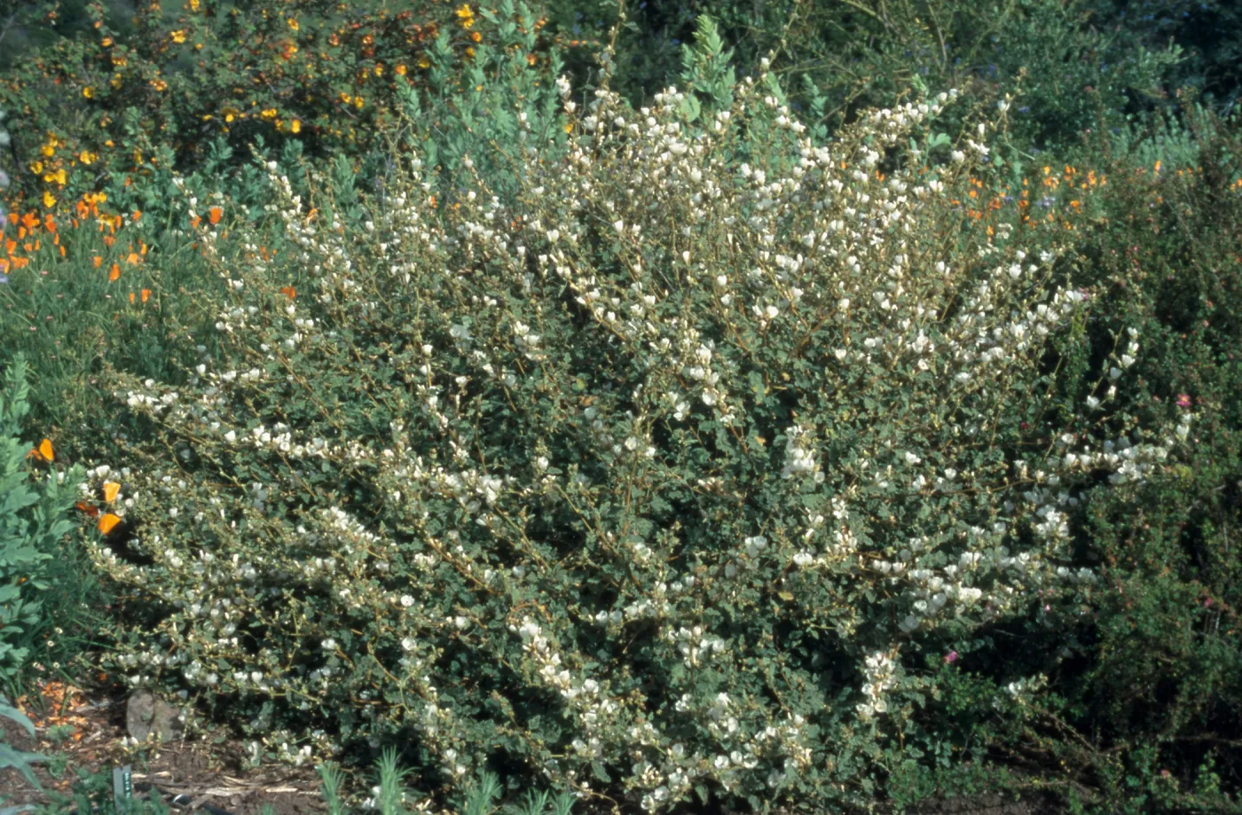 Sphaeralcea fulva cv. La Luna, SBBG cultivar, Plant Introduction Program