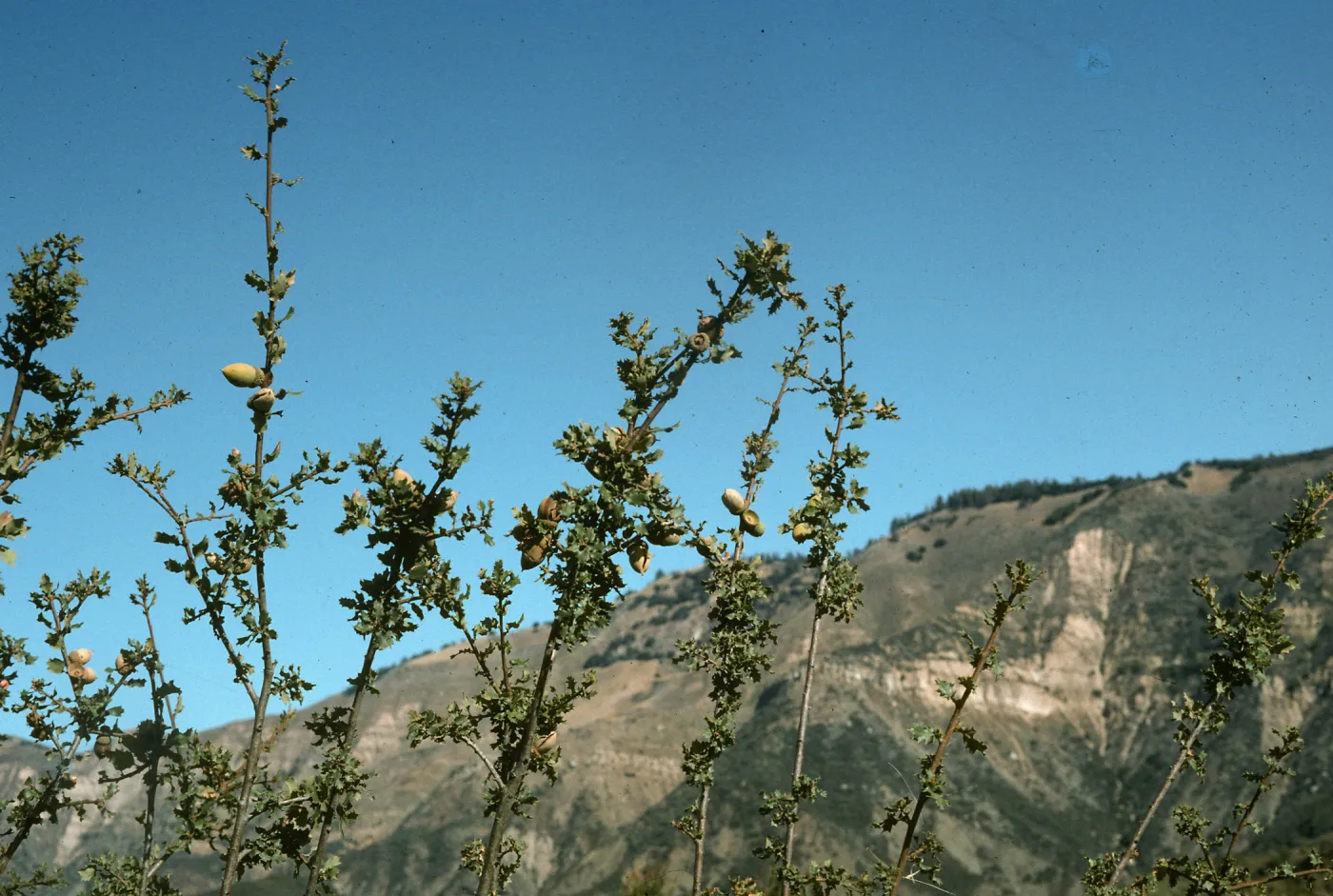 Oak, Buckhorn Road, Little Pine background
