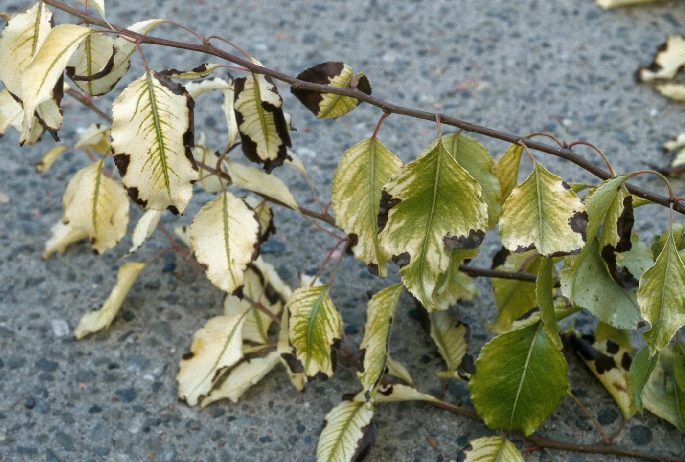 Plant Pests and Diseases, Iron deficiency, Ornismental Pear
