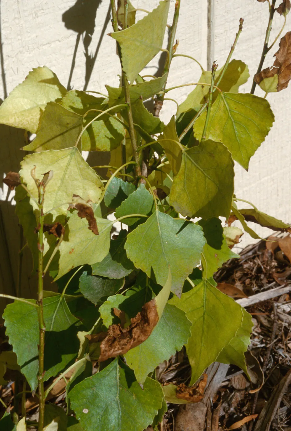 Plant Pests and Diseases, Iron chlorosis, Poplar