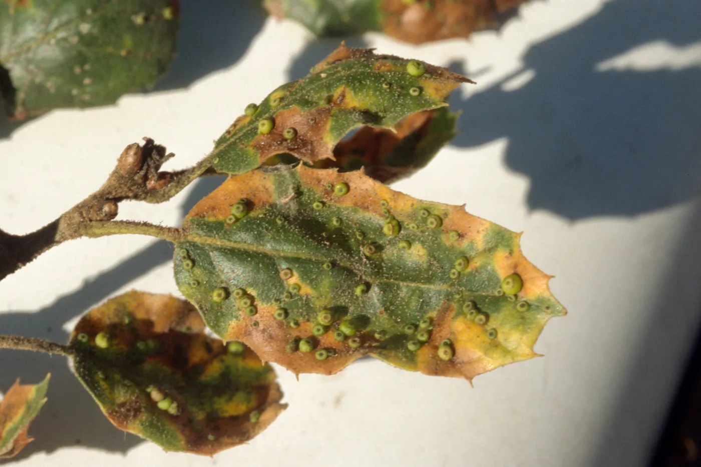 Plant Pests and Diseases, Leaf gall wasp, Live oak