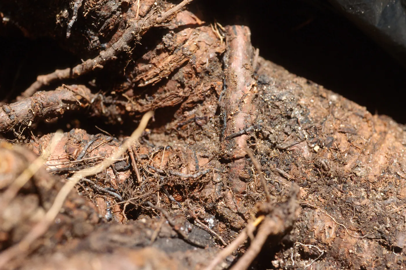Plant Pests and Diseases, Armillaria mellea, Peach