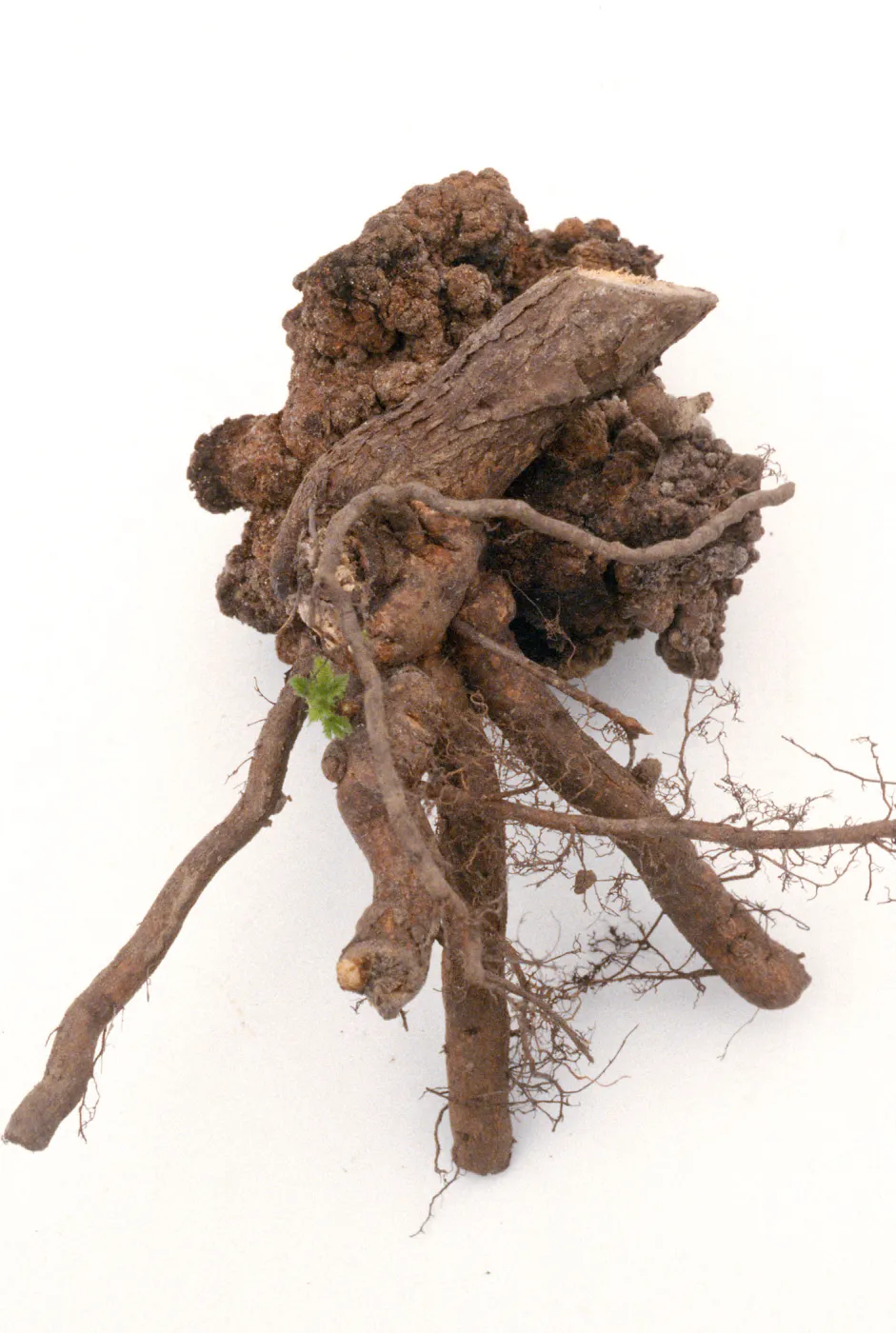 Plant Pests and Diseases, Crown gall, Cherry