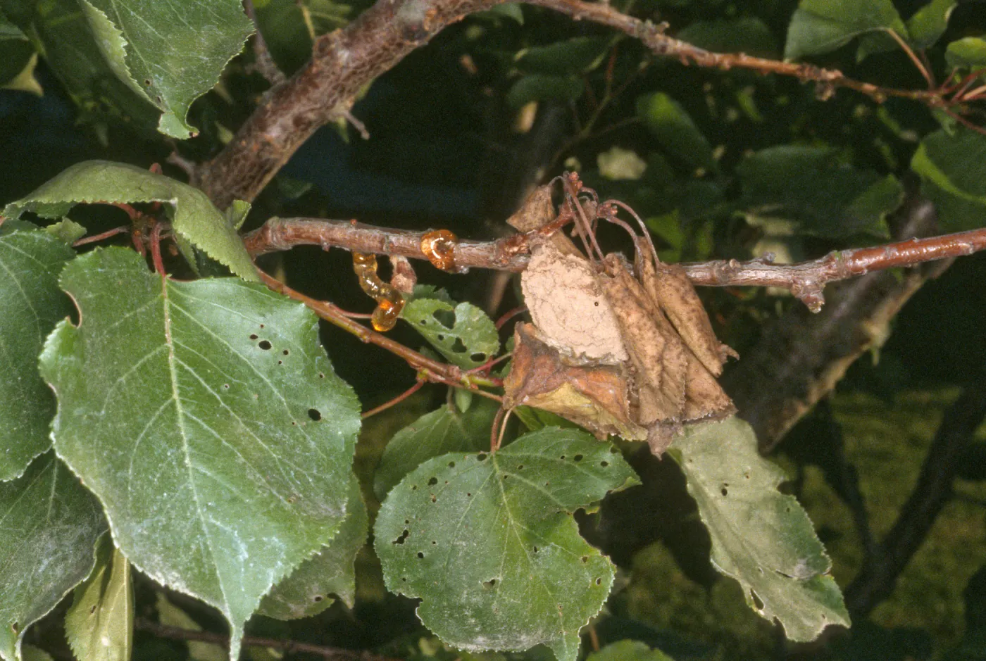 Plant Pests and Diseases, Brown rot, Apricot