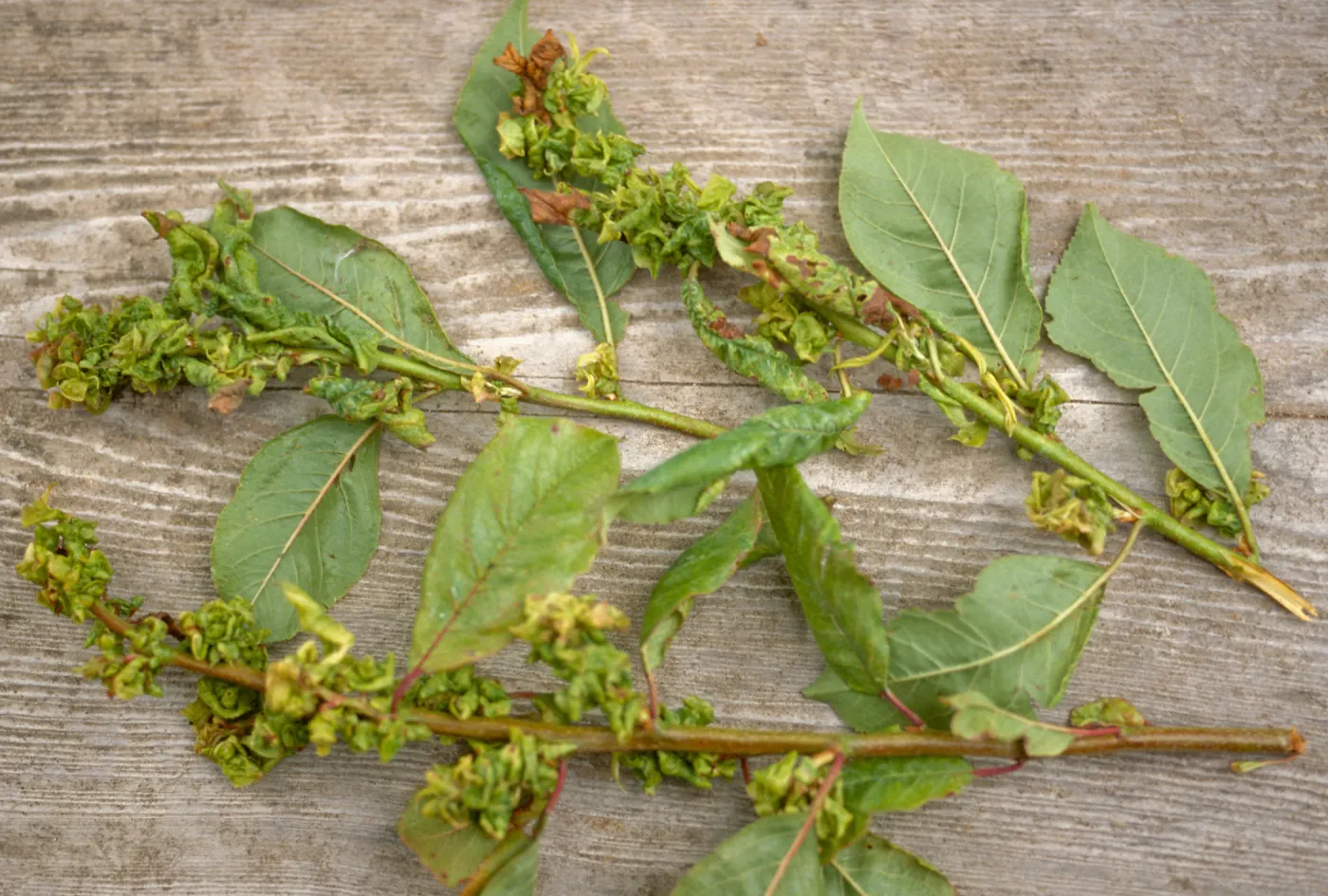 Plant Pests and Diseases, Herbicide or aphid, Plum