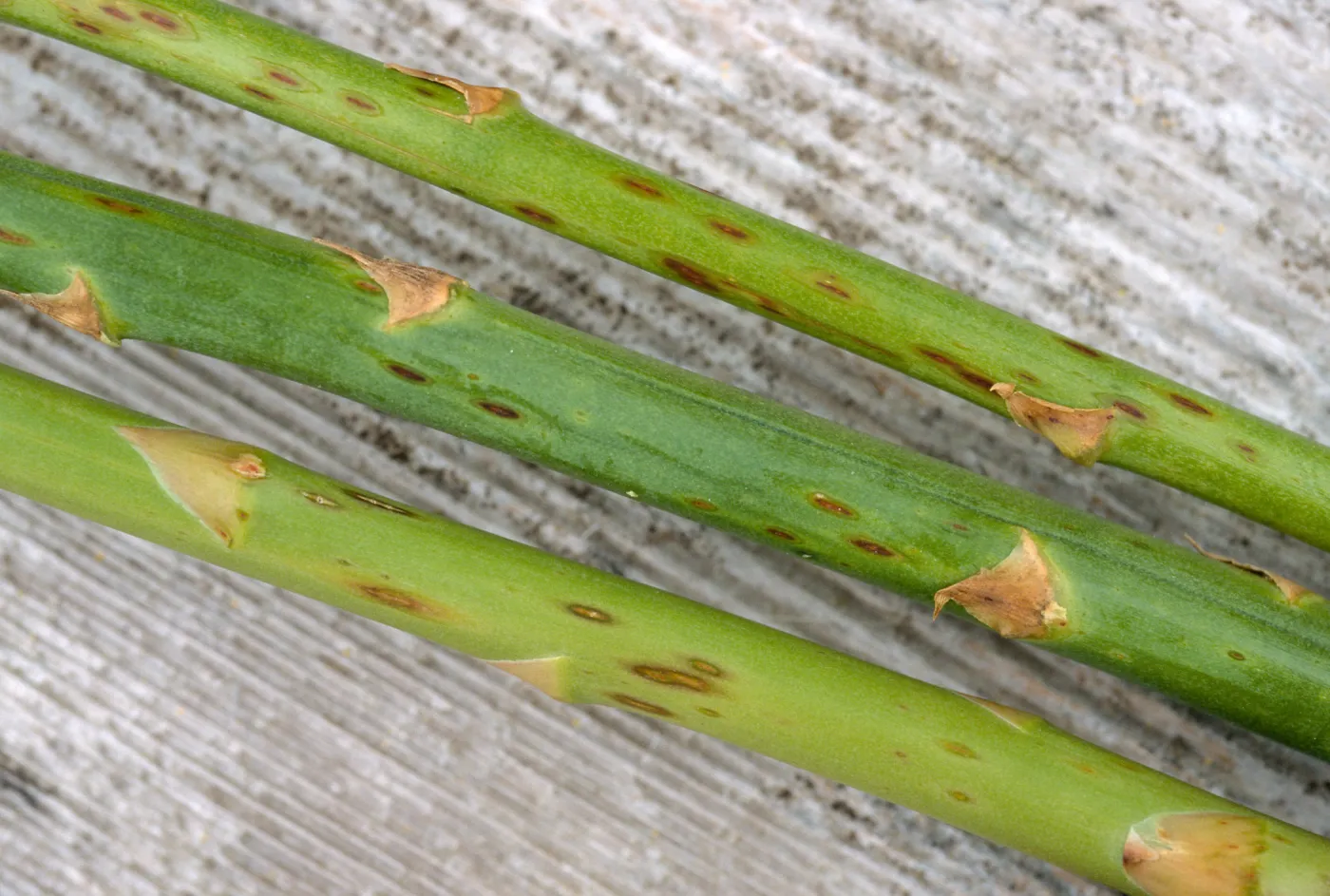 Plant Pests and Diseases, Stemphylium spot on stem, Asparagus