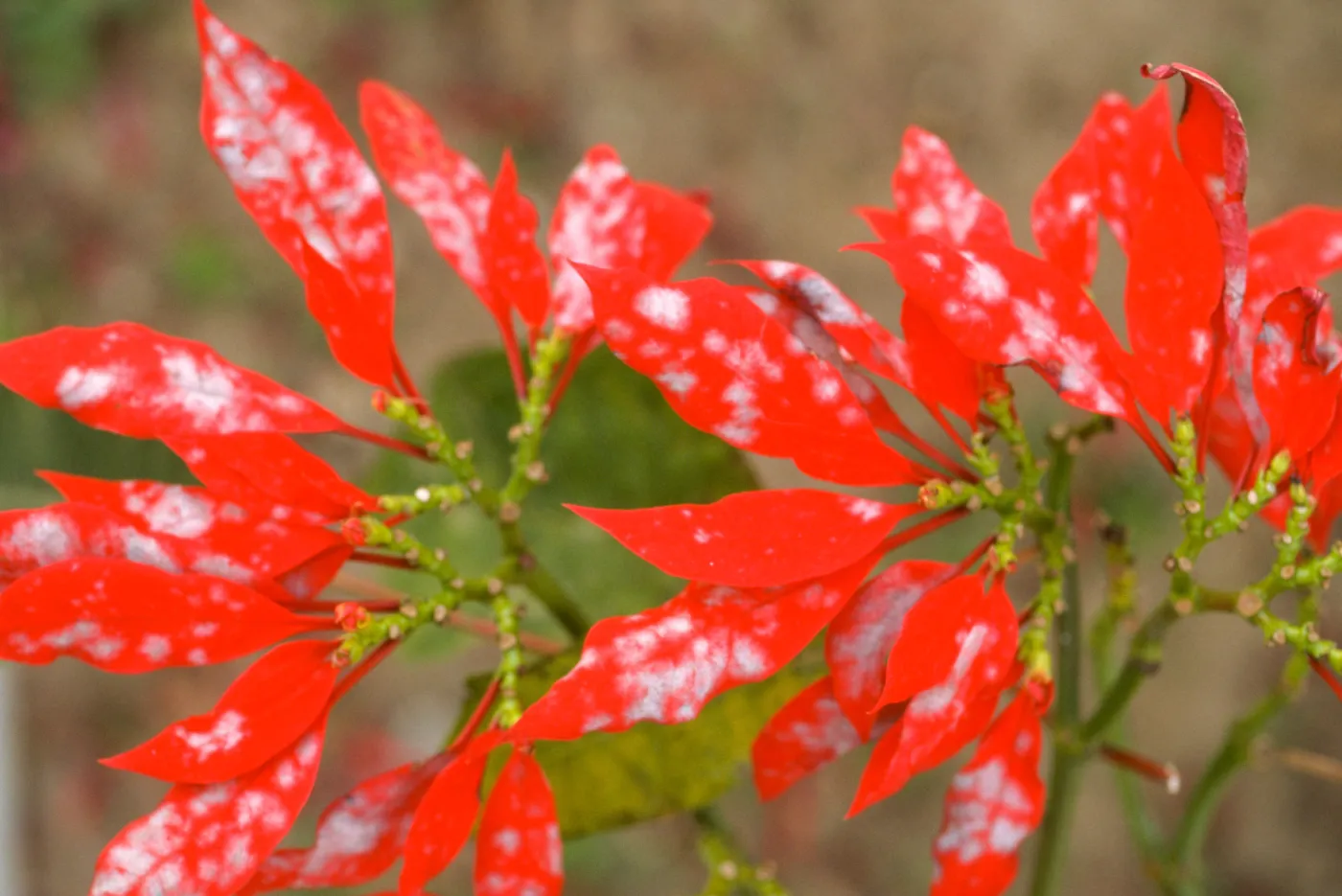 Plant Pests and Diseases, Powdery mildew, Poinsettia