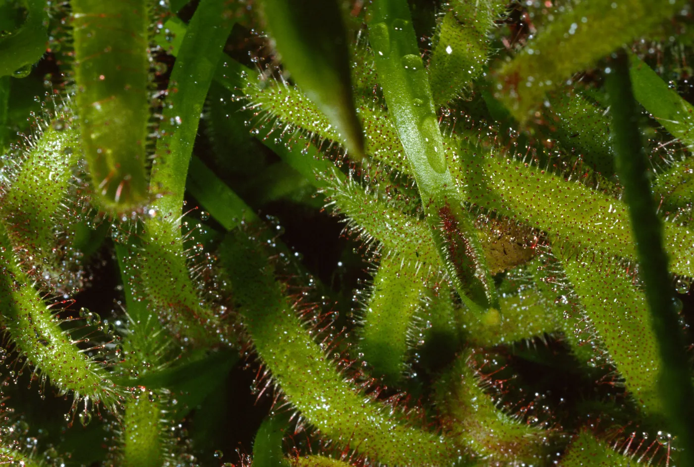 Drosera anglica