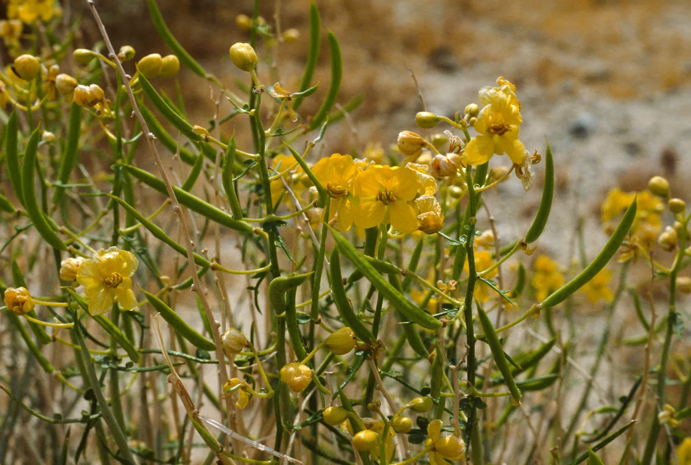 Cassia