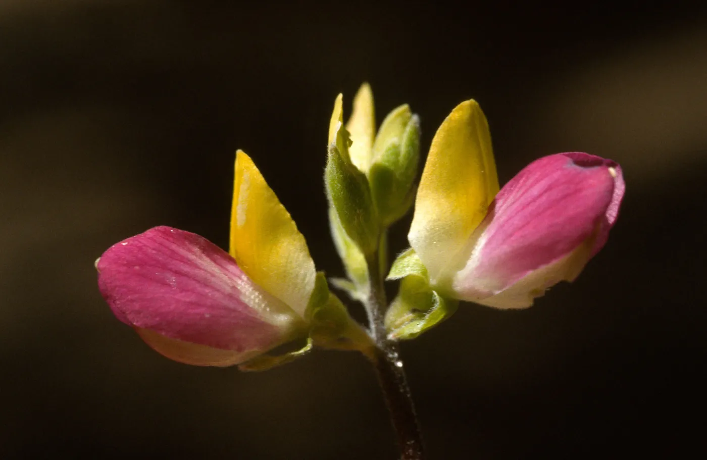Lupinus stiversii