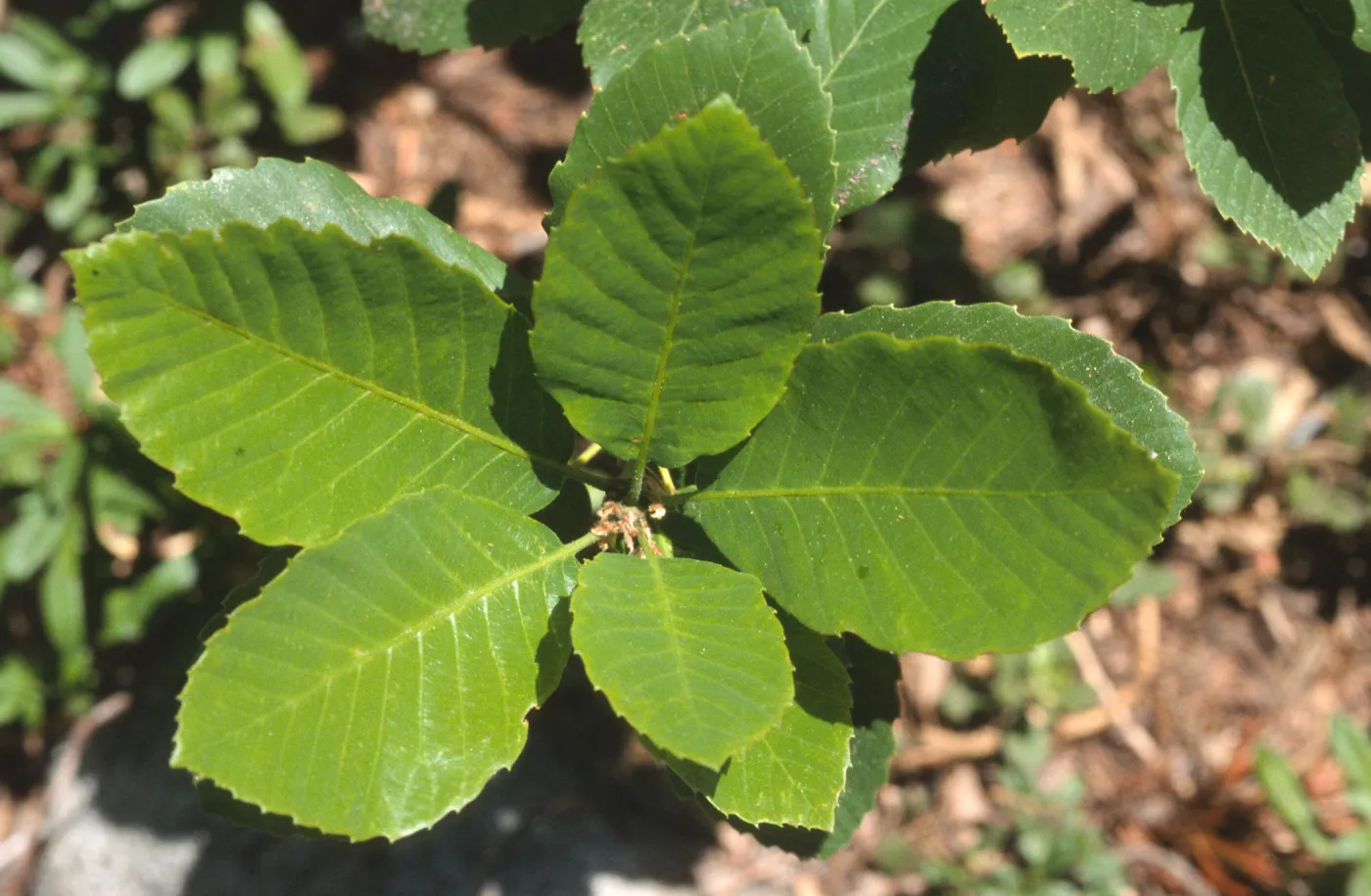 Quercus sadleriana