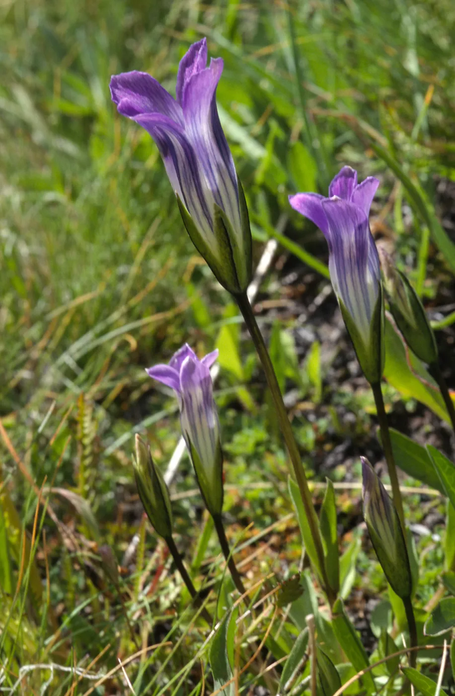 Gentianopsis holopetala
