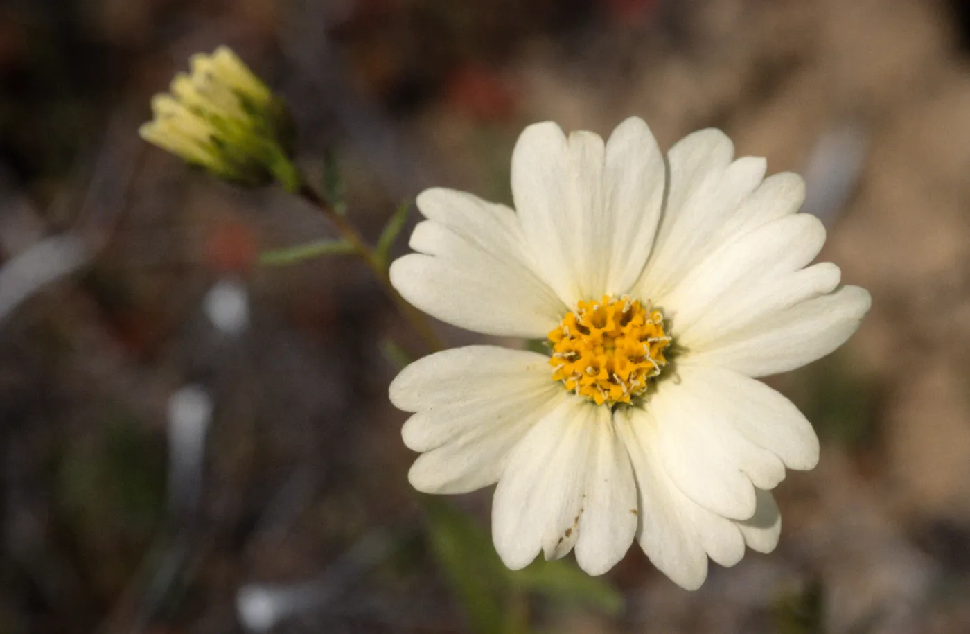 Layia heterotricha