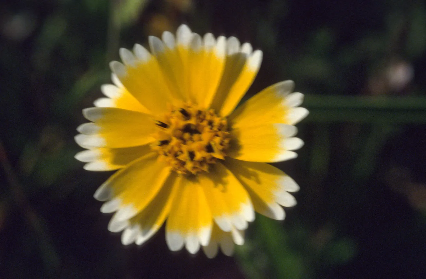 Layia platyglossa