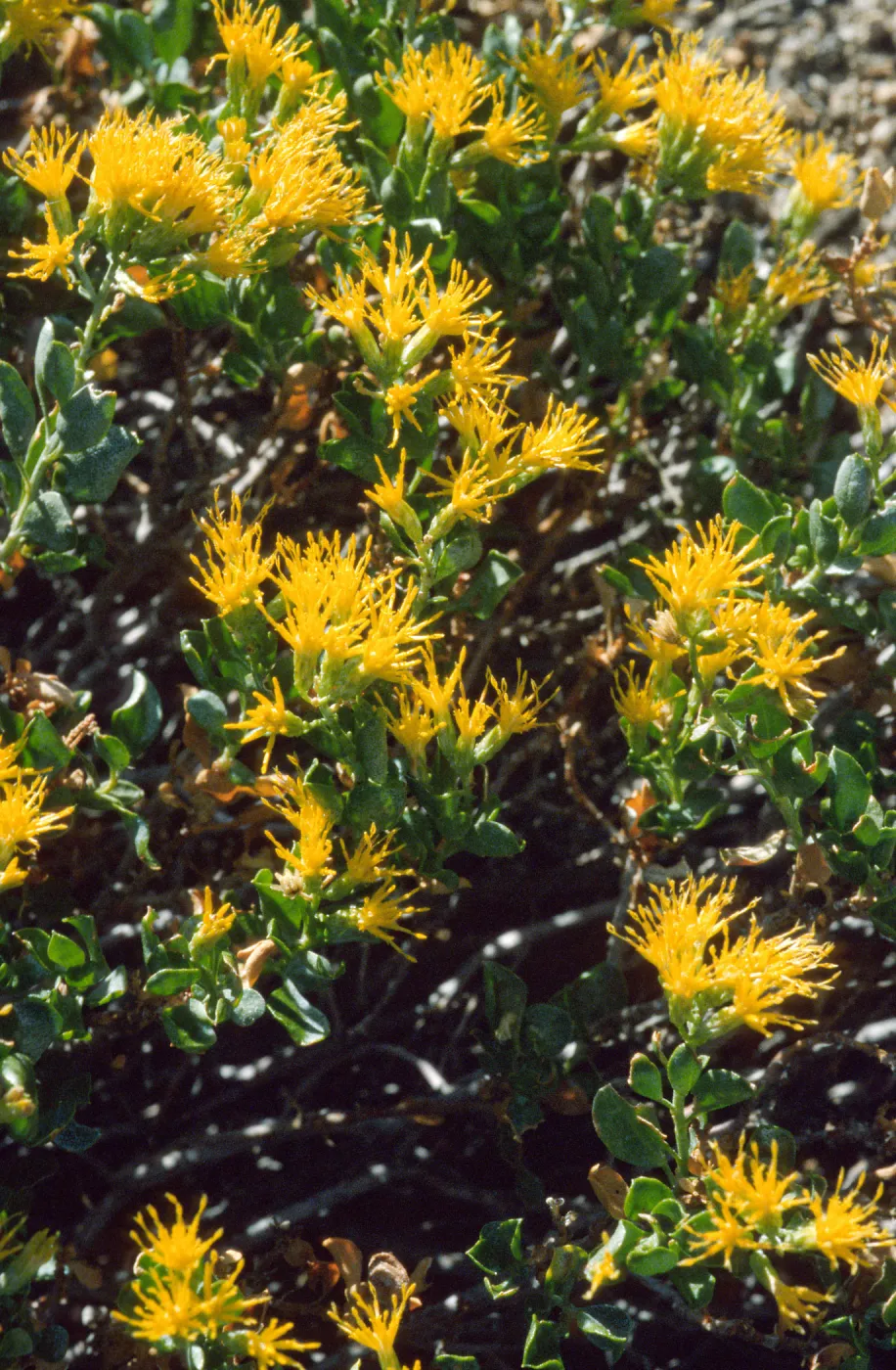 Ericameria cuneata