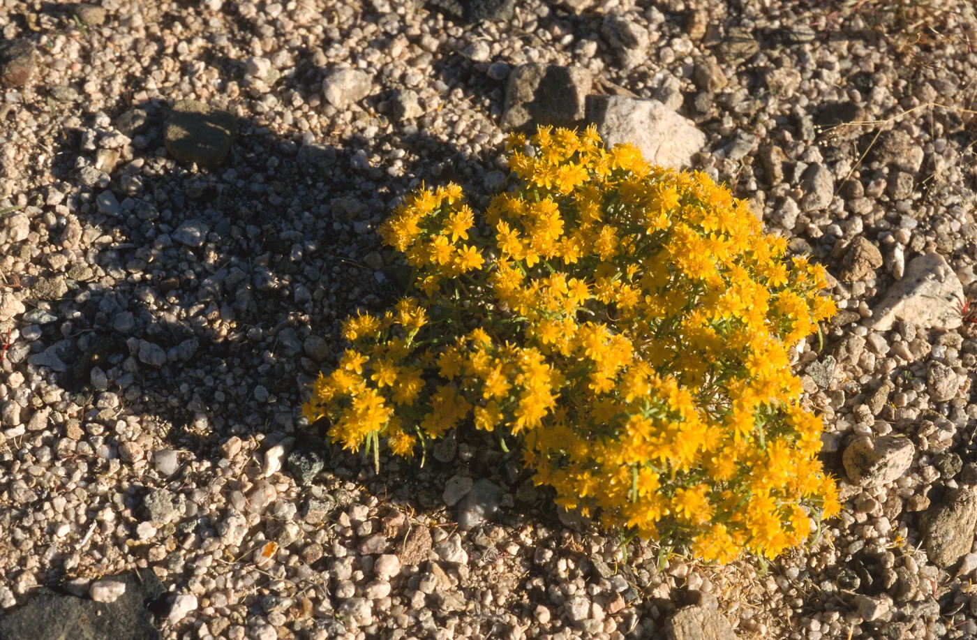 Pectis papposa