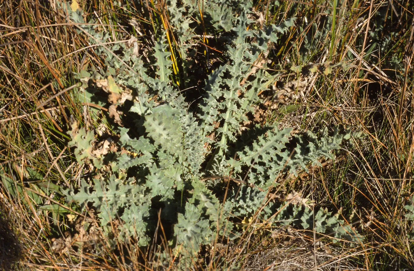 Cirsium loncholepis obispoense