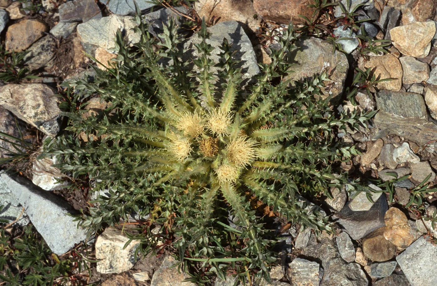 Cirsium scariosum