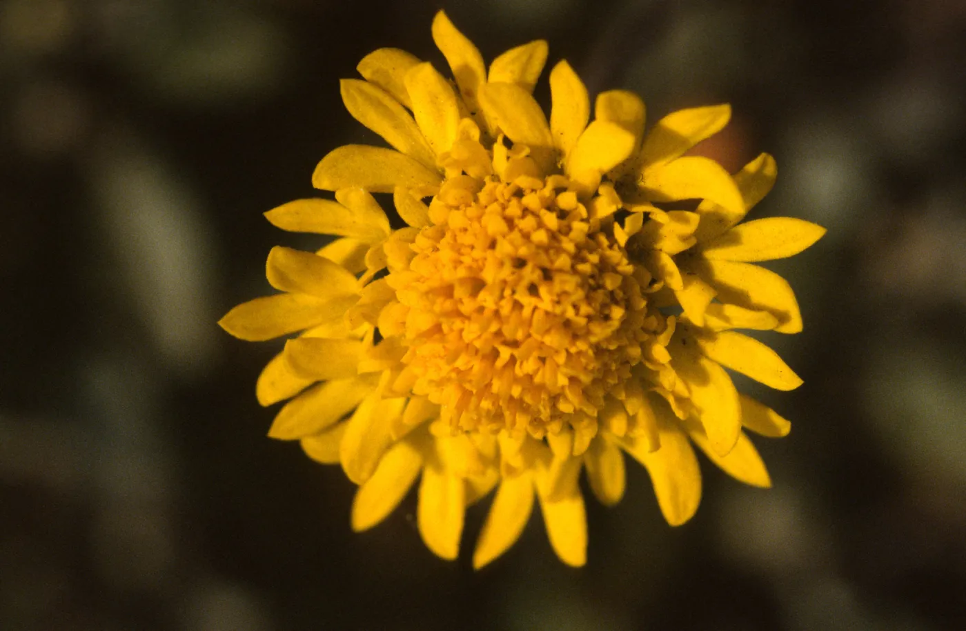 Chaenactis glabriuscula