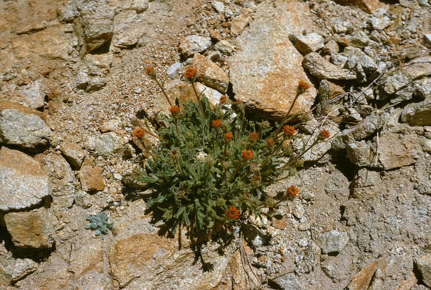 Hulsea vestita parrashii