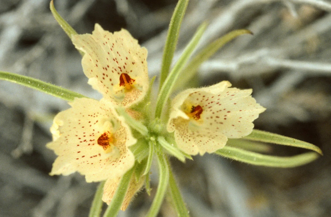 Mohavea confertiflora