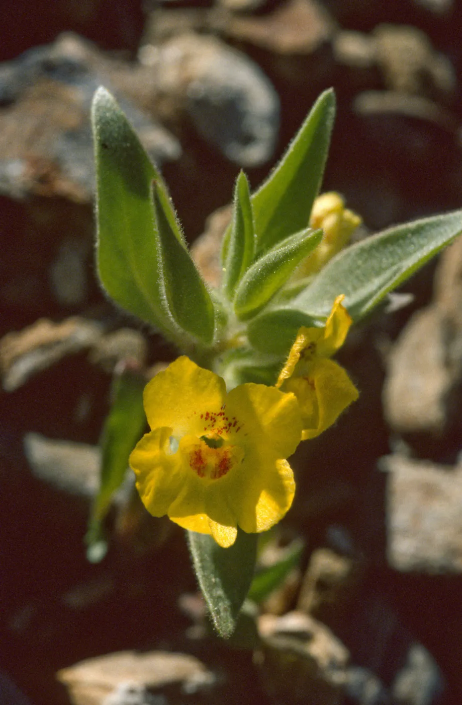 Mohavea breviflora
