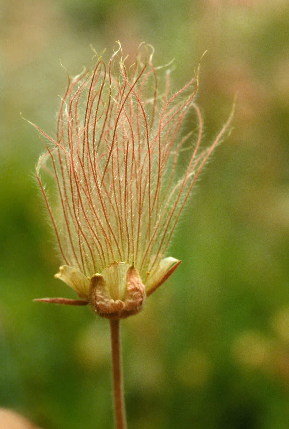 Geum triflorum