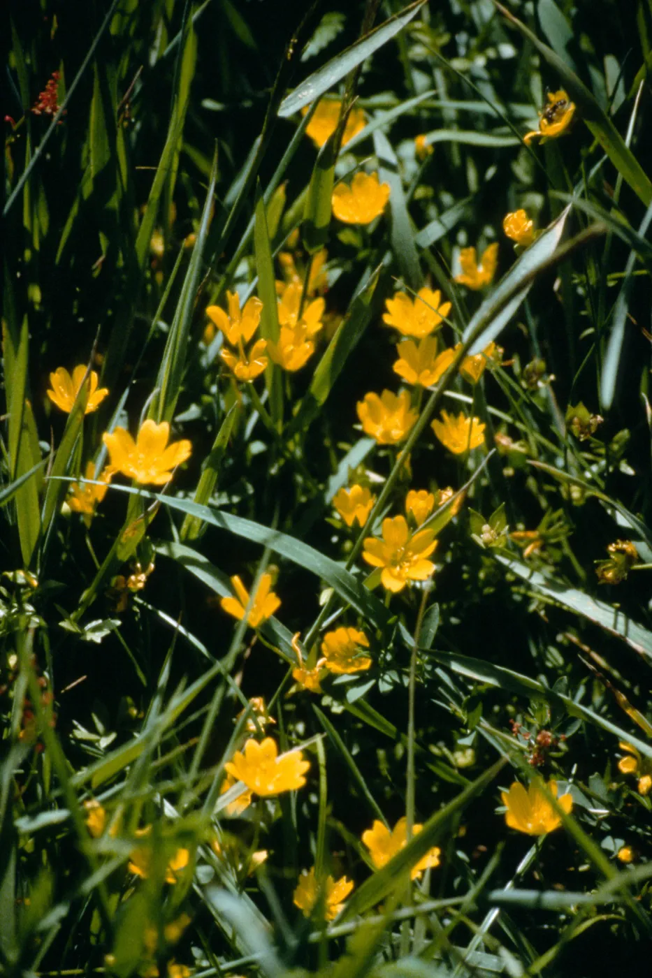 Limnanthes douglasii
