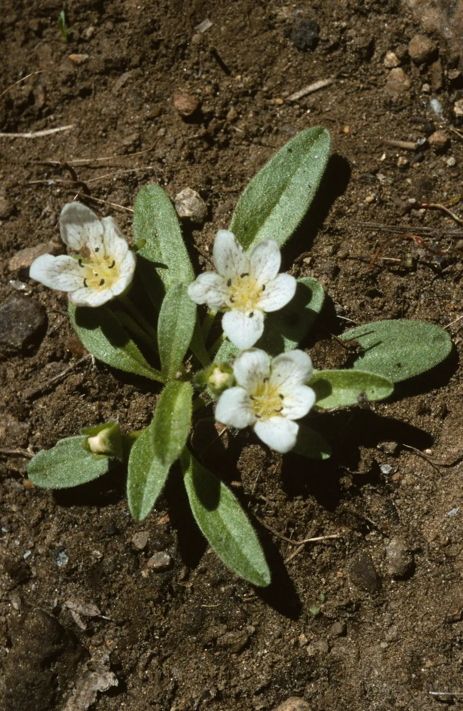 Hesperochiron pumilus