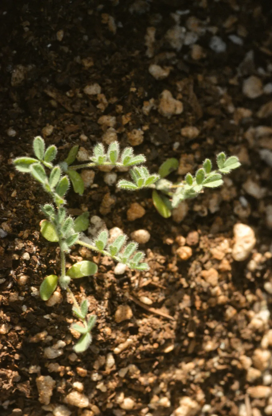 Ventura marsh milkvetch, Astragalus pycnostachyus var. lanosissimus, seedlings, SBBG conservation, CPC plant