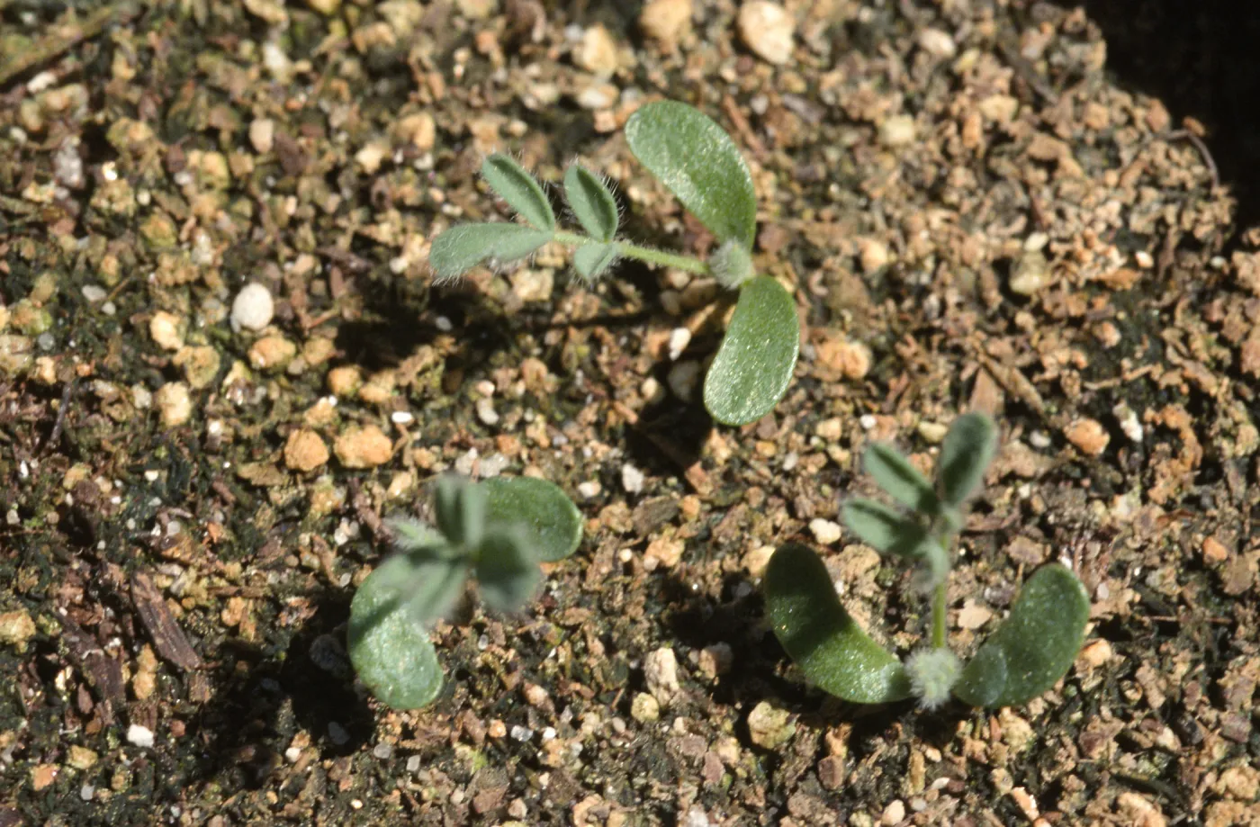 Ventura marsh milkvetch, Astragalus pycnostachyus var. lanosissimus, seedlings, SBBG conservation, CPC plant