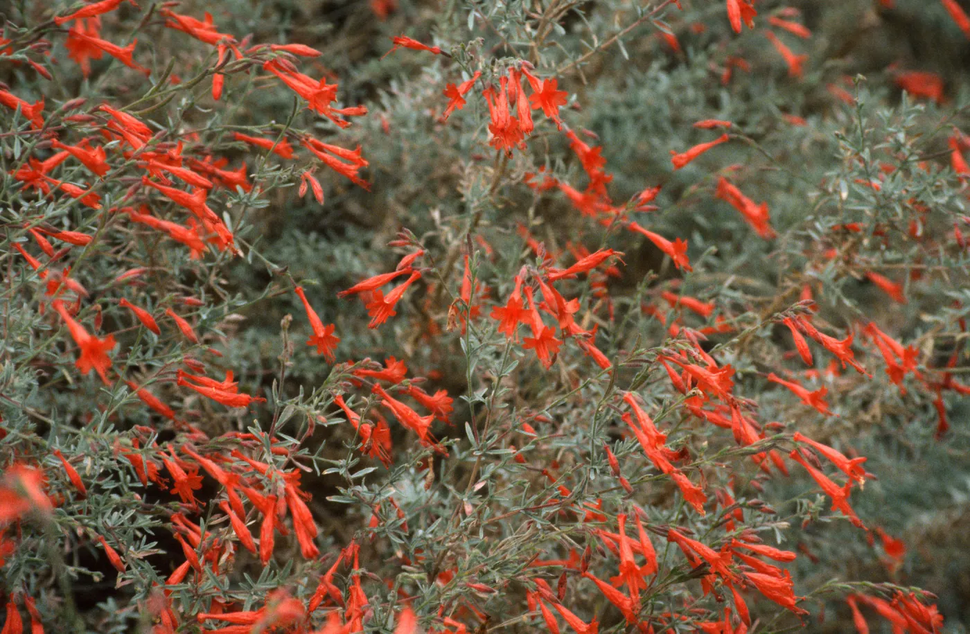 Epilobium canum