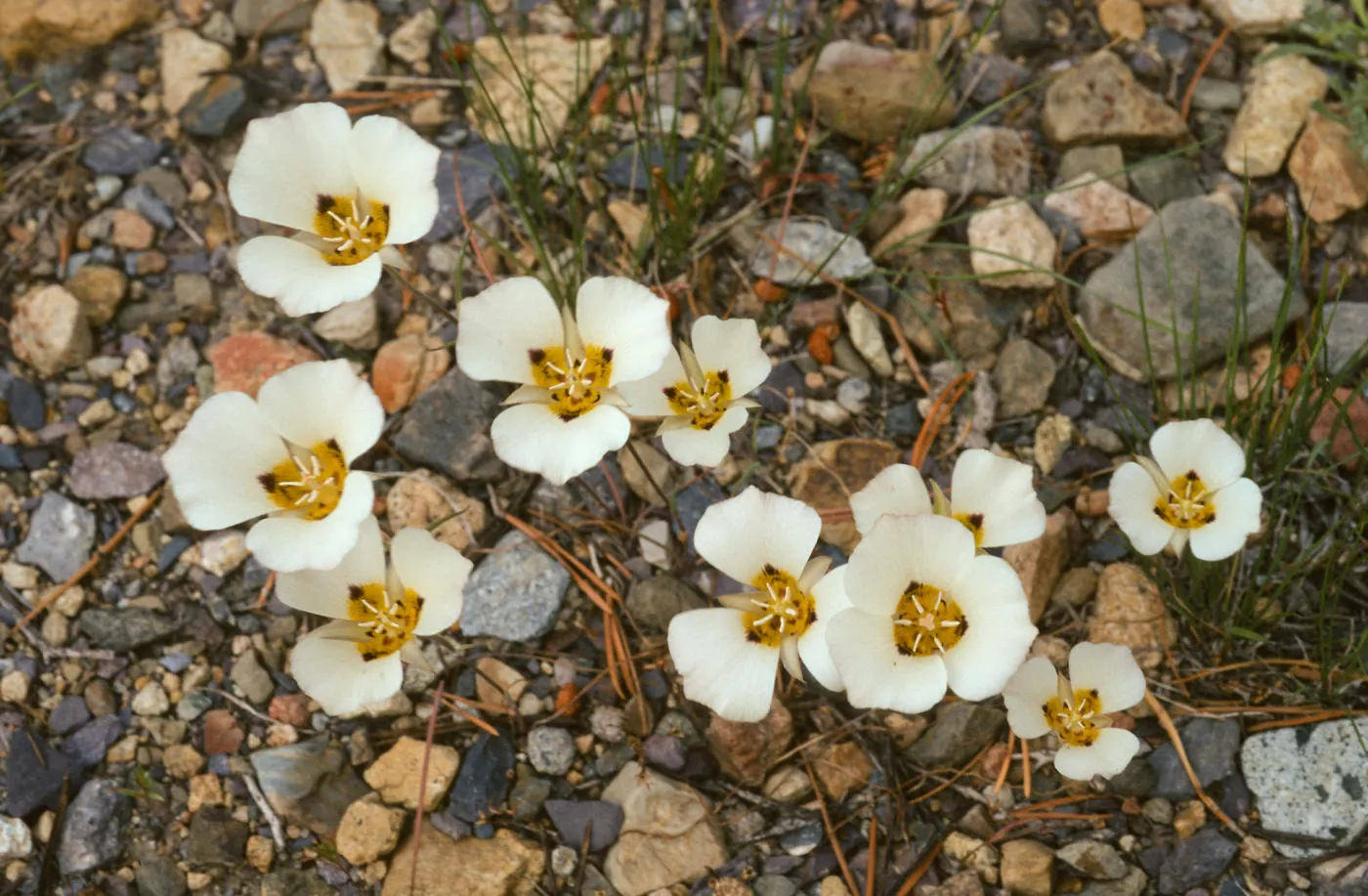 Calochortus leichtlinii