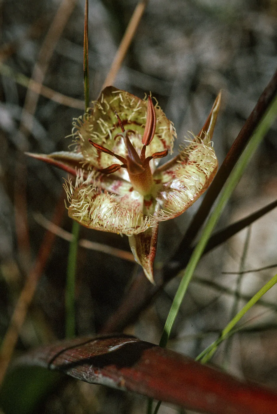 Calochortus tiburonensis