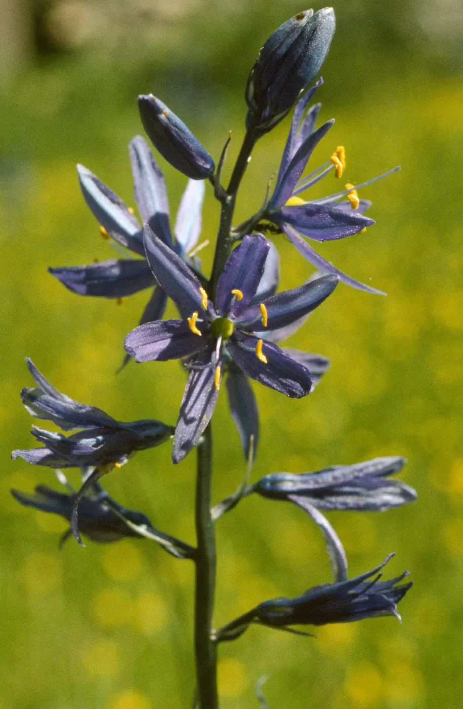 Camassia