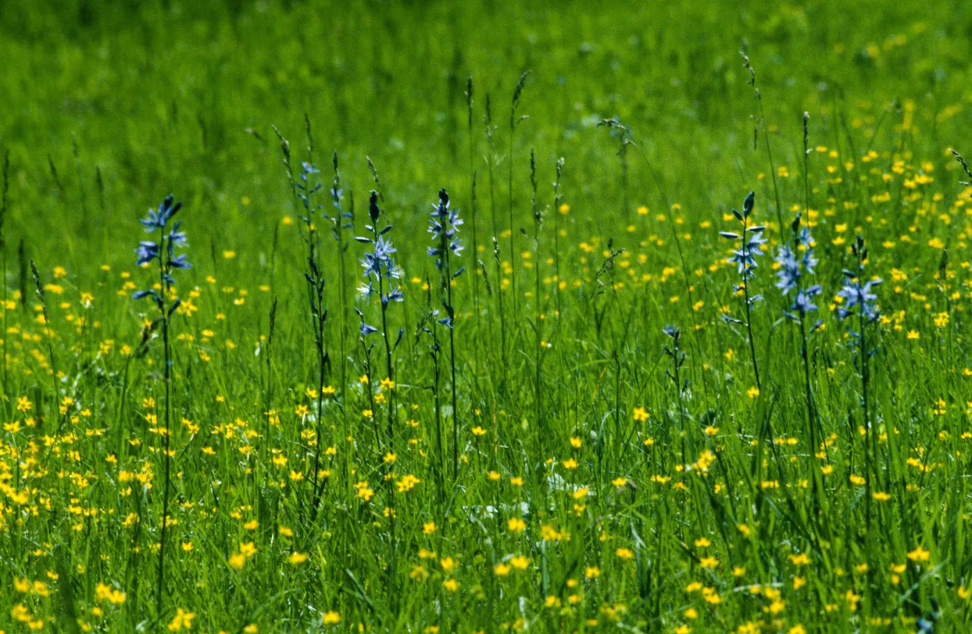 Camassia