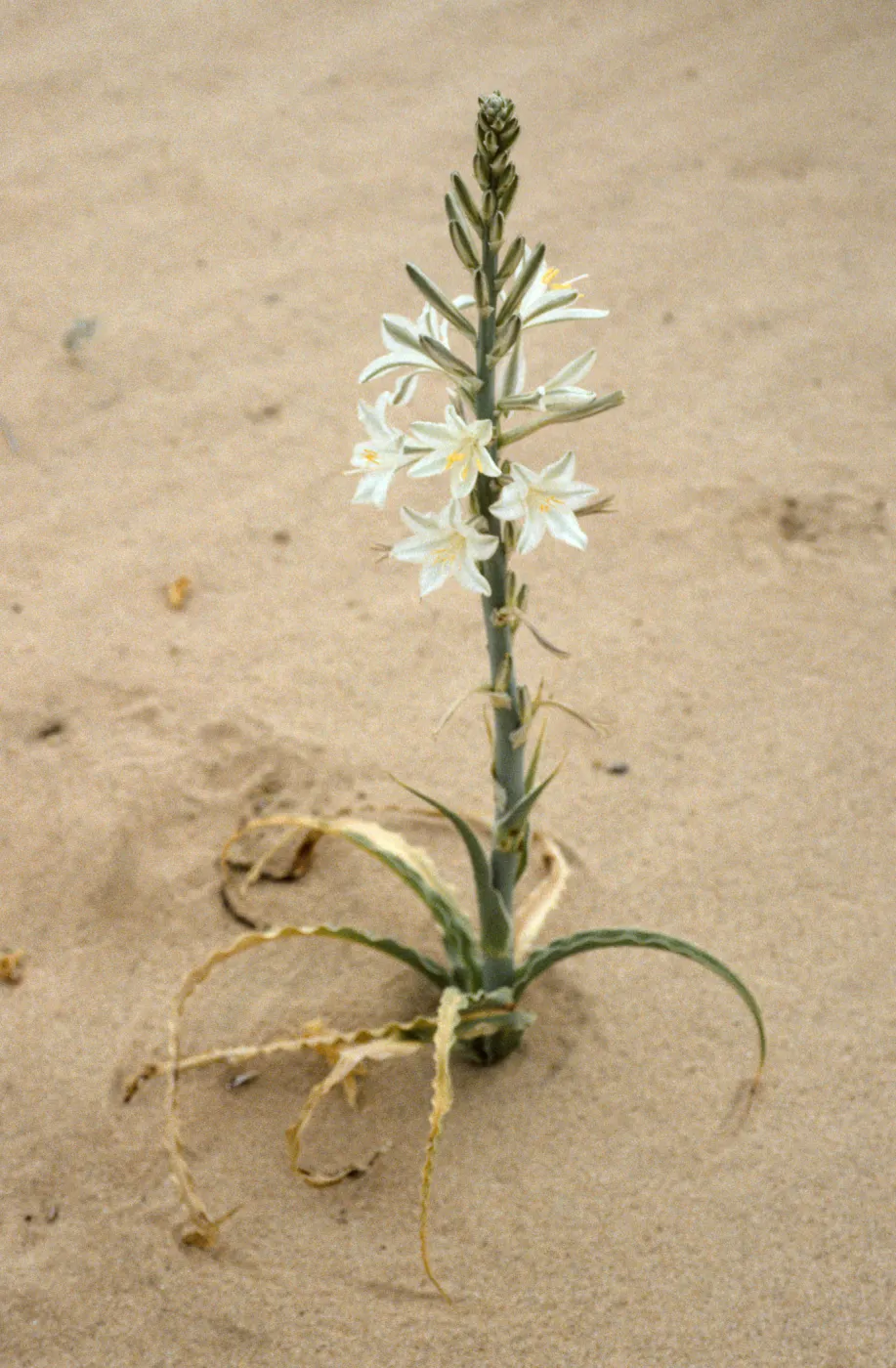 Hesperocallis