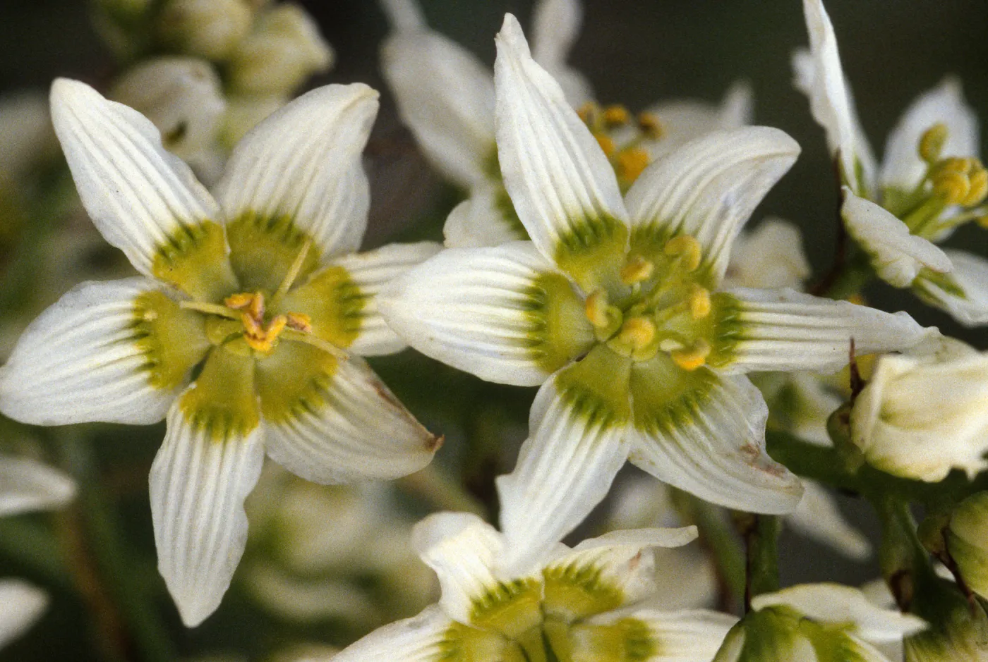 Zigadenus fremontii