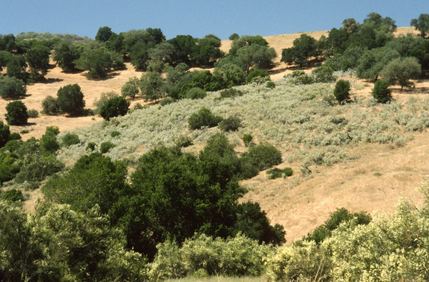 Malacothamnus jonesii