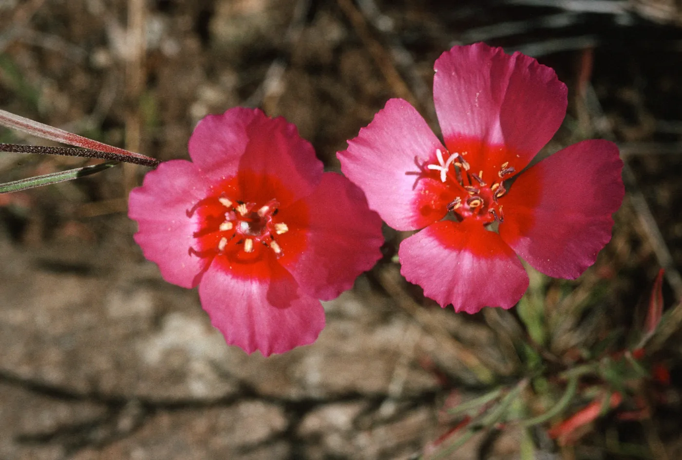 Clarkia